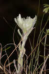 Bighead pygmycudweed